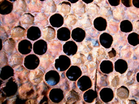 gniloba _ foto ČZS
